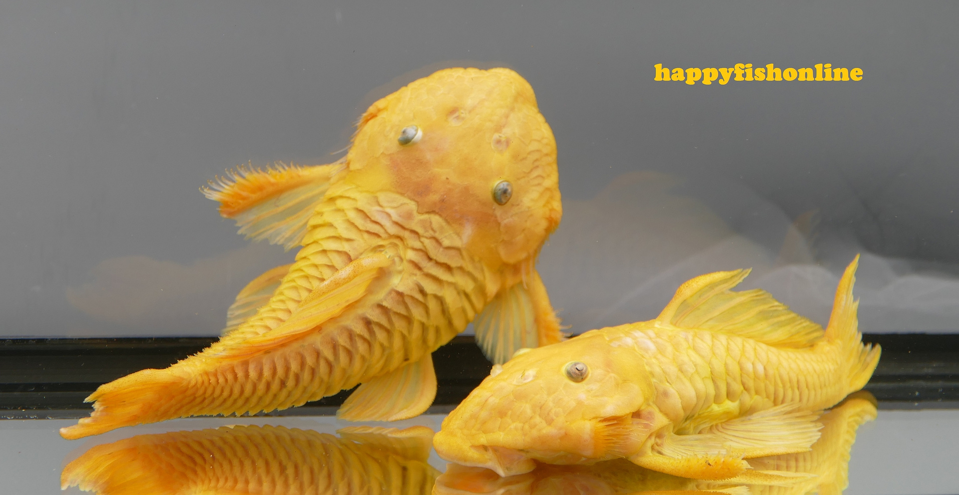 loricariidae吸甲鲶科(异型鱼)的演化,生物学与饲养综述 - 知乎