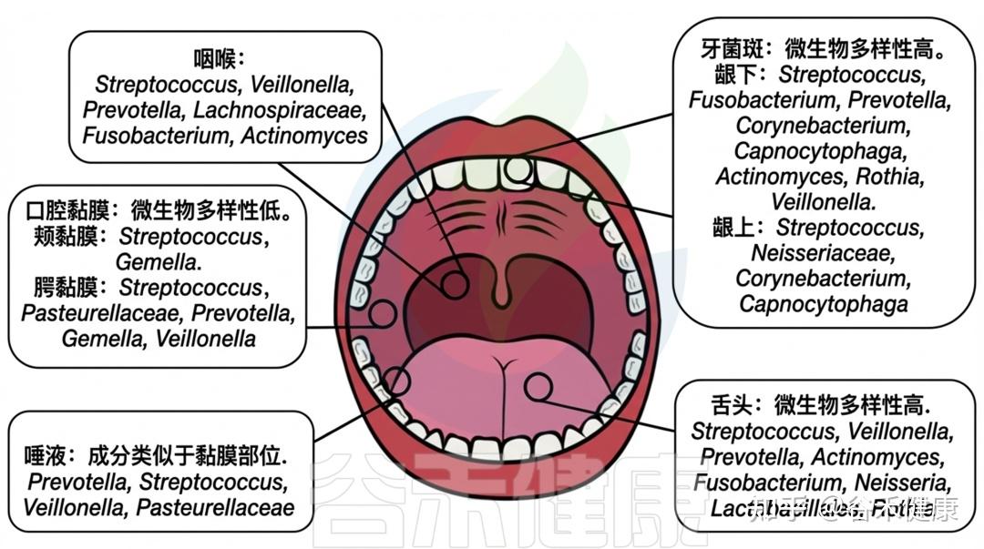 口腔微生物组指南（上）：认识菌群定植、共生与失调，守护全身健康- 知乎
