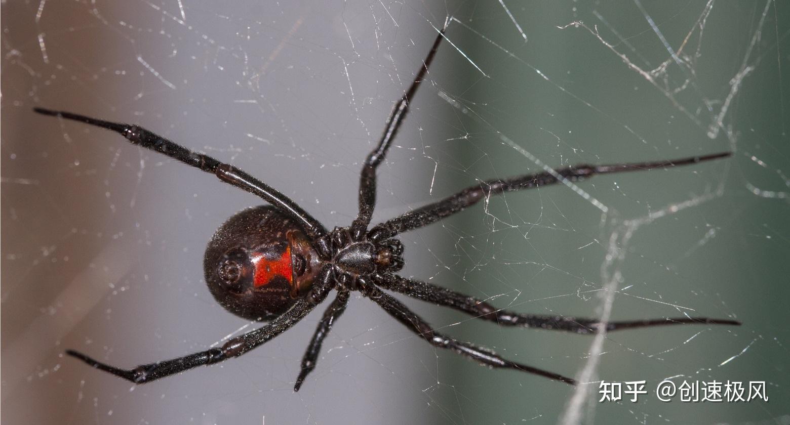 这种蜘蛛竟能杀死毒蛇毒性最强的3种蜘蛛正等你揭秘