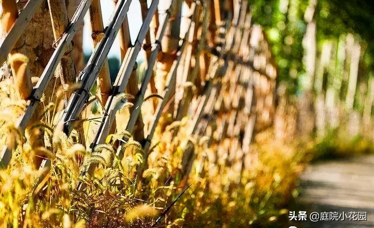 家有小院,一定要做个篱笆墙,美的世间少有 - 知乎