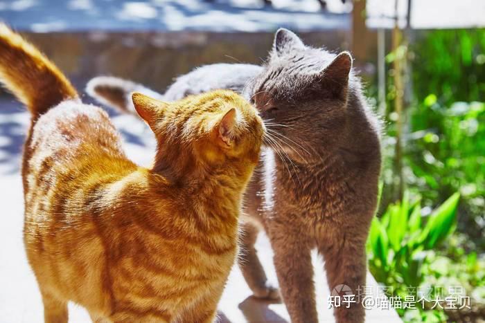 养“公猫”还是“母猫” ？老实说，区别还是很大 - 知乎