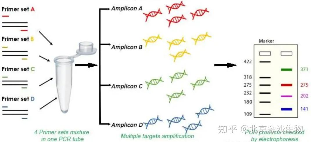 pcr三次扩增图解图片