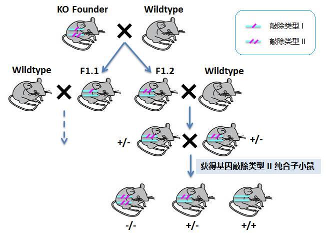 对于采用 es细胞打靶途径获得的基因敲除(ko)小鼠,在
