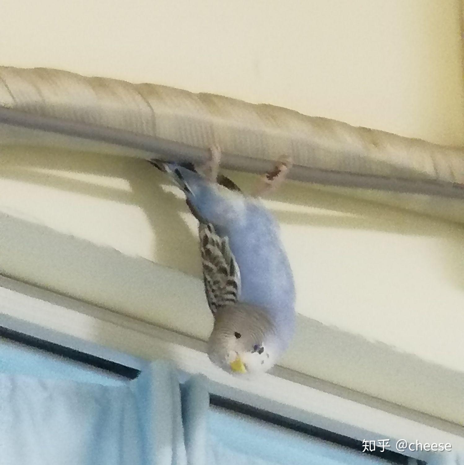 怎么养虎皮鹦鹉不会死 v2-998e5033609046186d50a8be0aeaf049_r.jpg