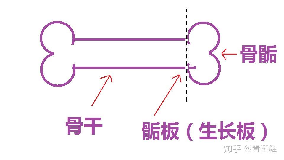 做什么运动可以长高10厘米 v2-998ec1ee5a33978eef9030f207ec0305_r.jpg