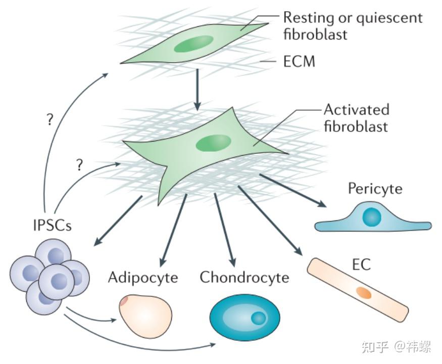 成纤维细胞相关综述 ｜第 1 弹 - 知乎
