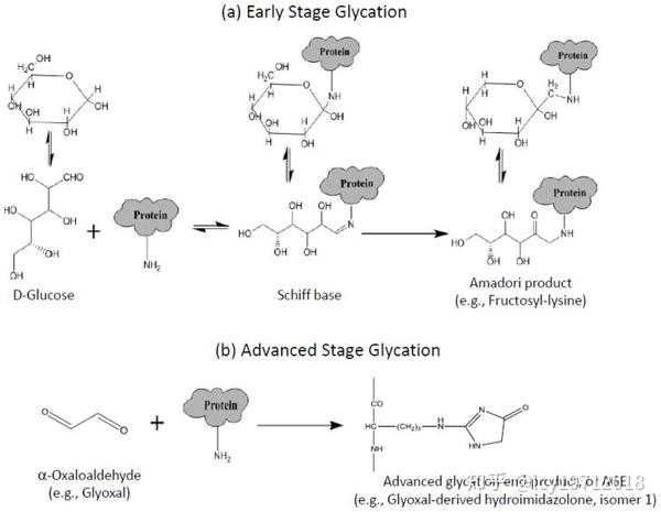在蛋白质的多种翻译后修饰中,糖基化(glycosylation)是非常重要的一种