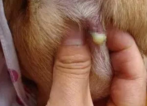自己动手吧你的狗狗该挤肛门腺啦