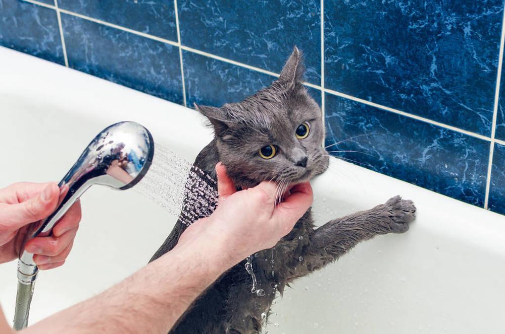 猫咪洗澡表情包图片