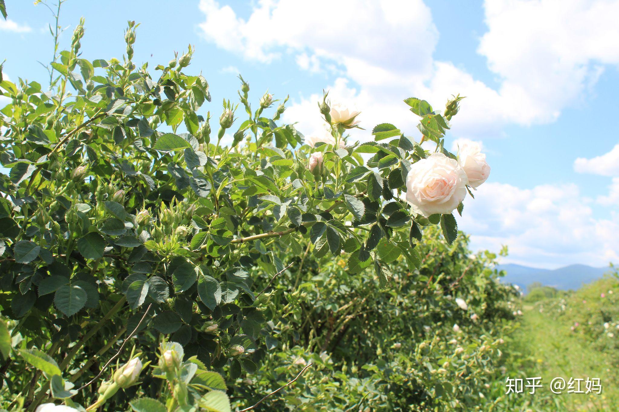 真正的高品质白玫瑰纯露