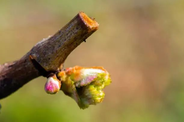 从一颗嫩芽到葡萄酒的全过程进口红酒