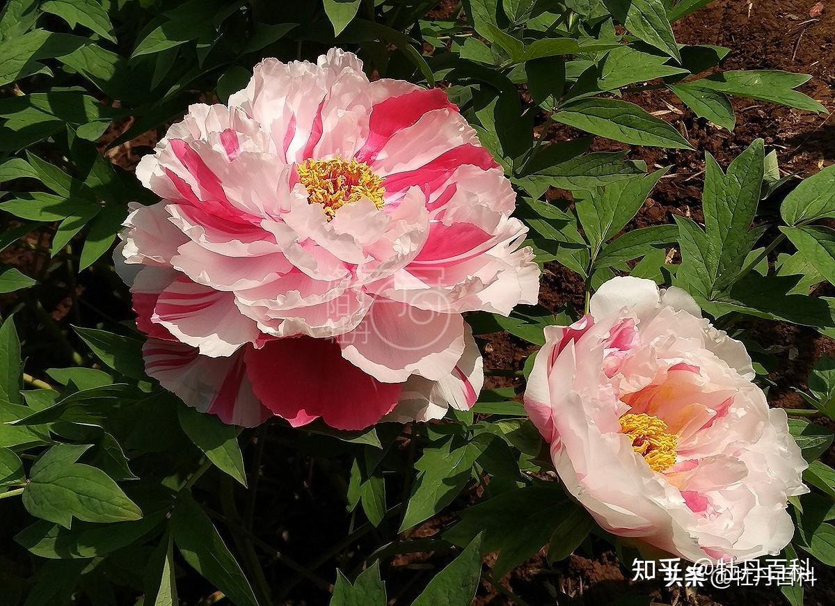 "一朵花开,两种精彩"的复色牡丹