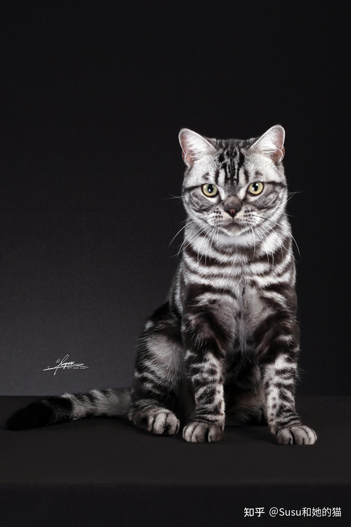 请问这只是美短吗纯种吗品相怎么样