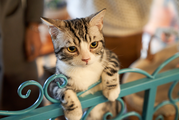 猫咪真的需要绝育吗 男猫女猫有什么差异 知乎 猫咪真的需要绝育吗 男猫女猫有什么差异 知乎
