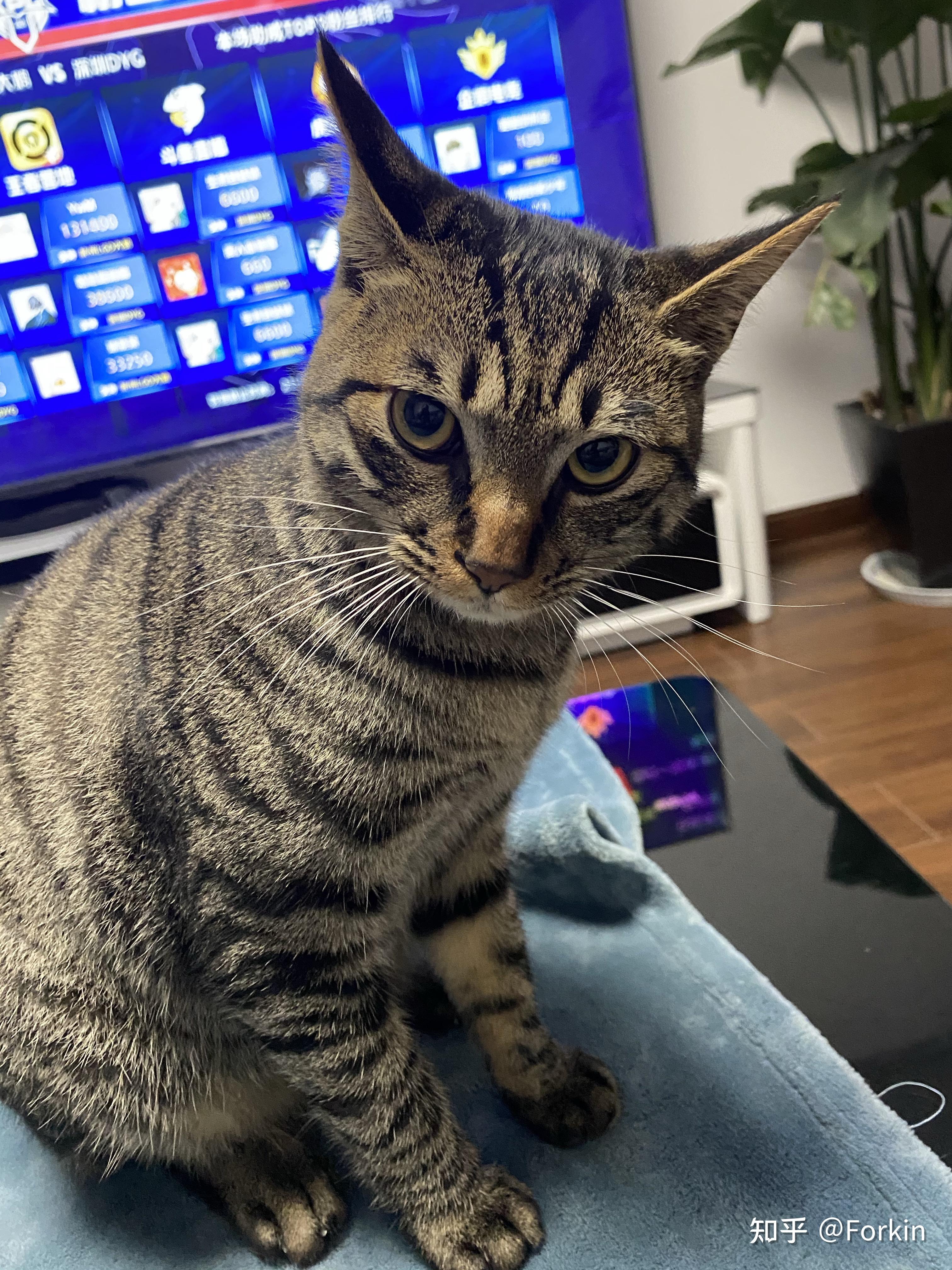 狸花猫可以漂亮到什么程度