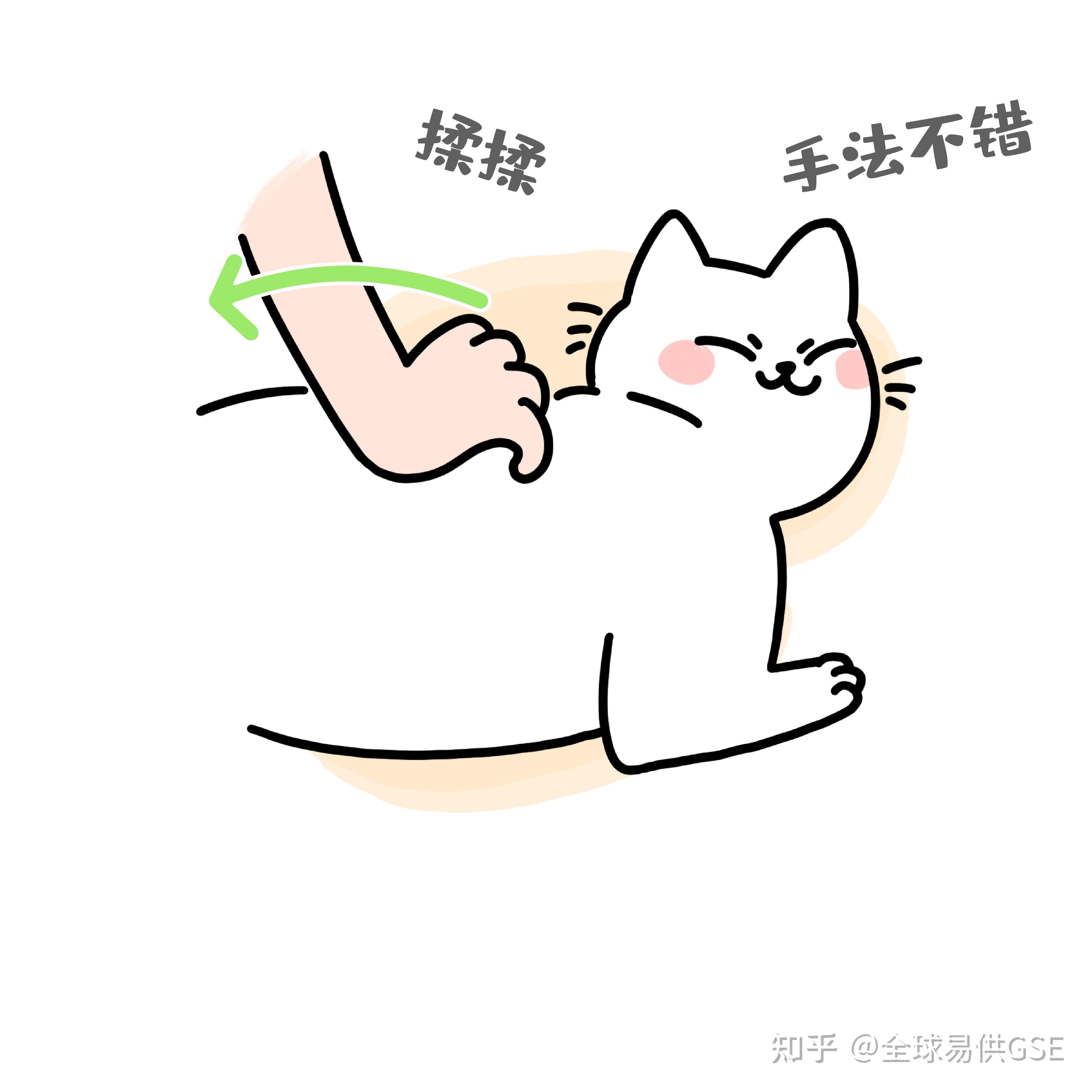 怎么撸猫才是正确的撸猫手法呢