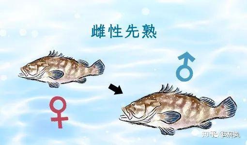 九绘 比起东星斑和老鼠斑 日本人更在意的石斑鱼是丑丑的它 知乎