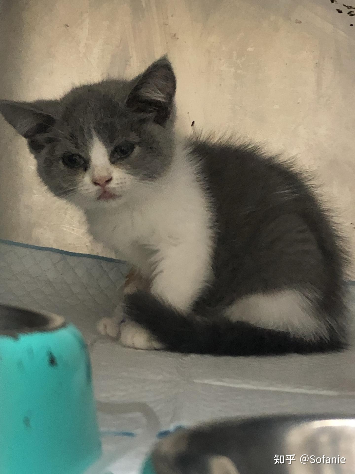 救救可爱的猫猫吧！ - 知乎