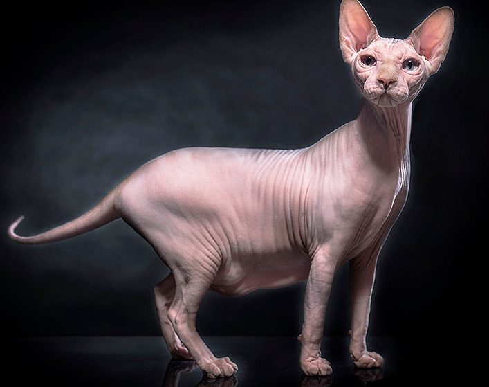 每天带你了解一种猫——斯芬克斯无毛猫 - 知乎