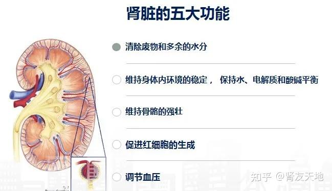 世界肾脏日:积极面对肾病 共享精彩人生