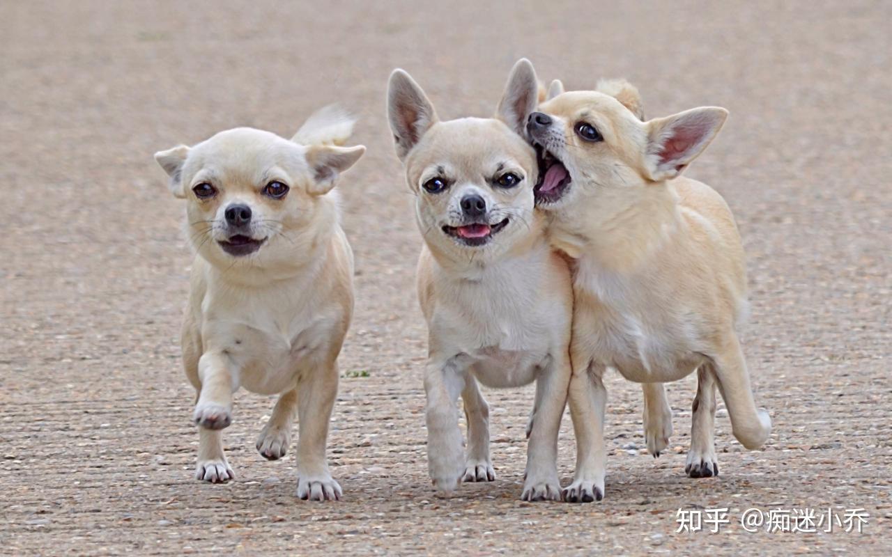 top3.吉娃娃犬