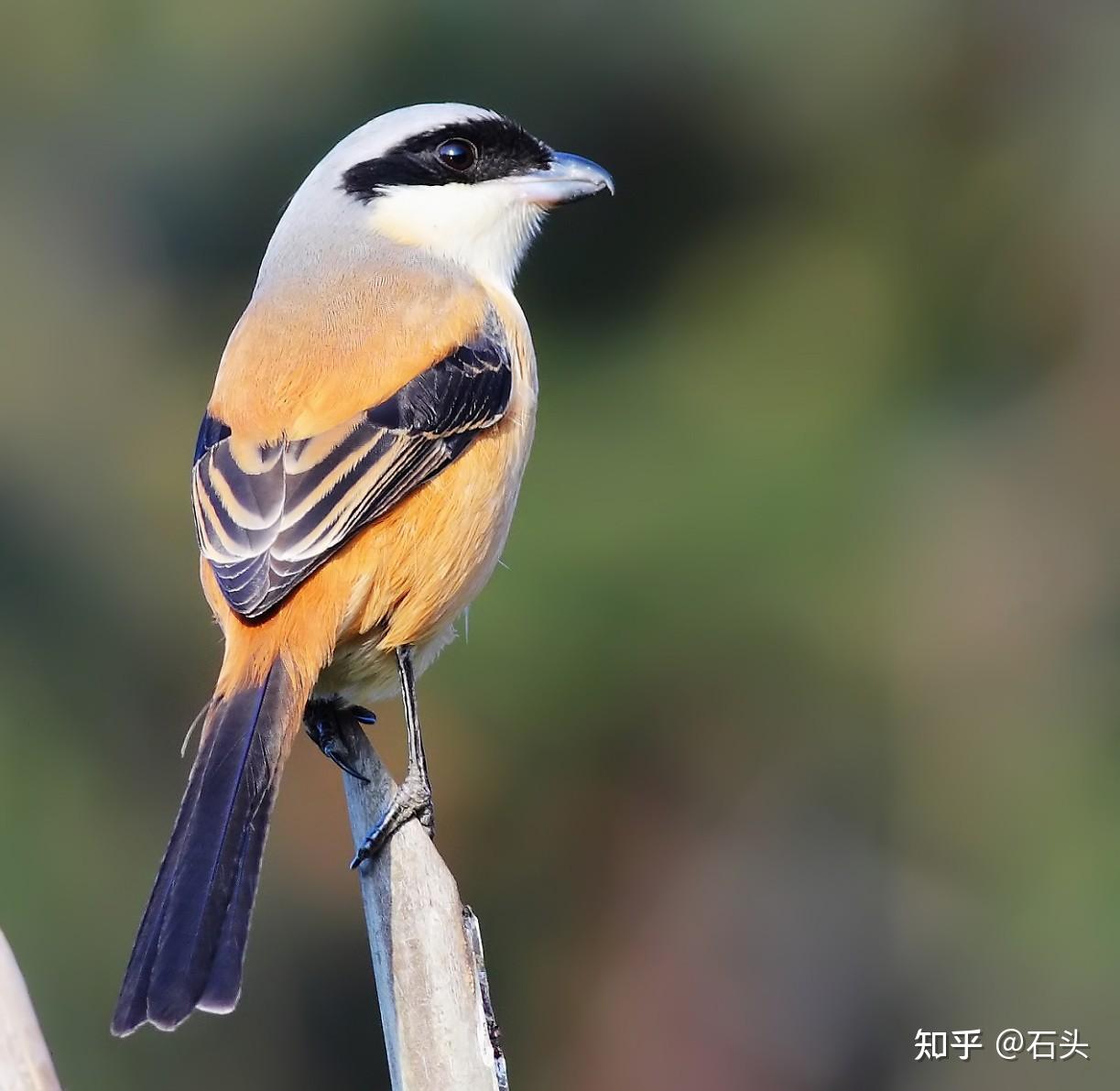 北京常见鸟类品种图片