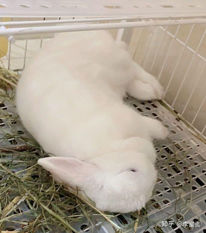 兔子侧躺抽搐蹬腿图片