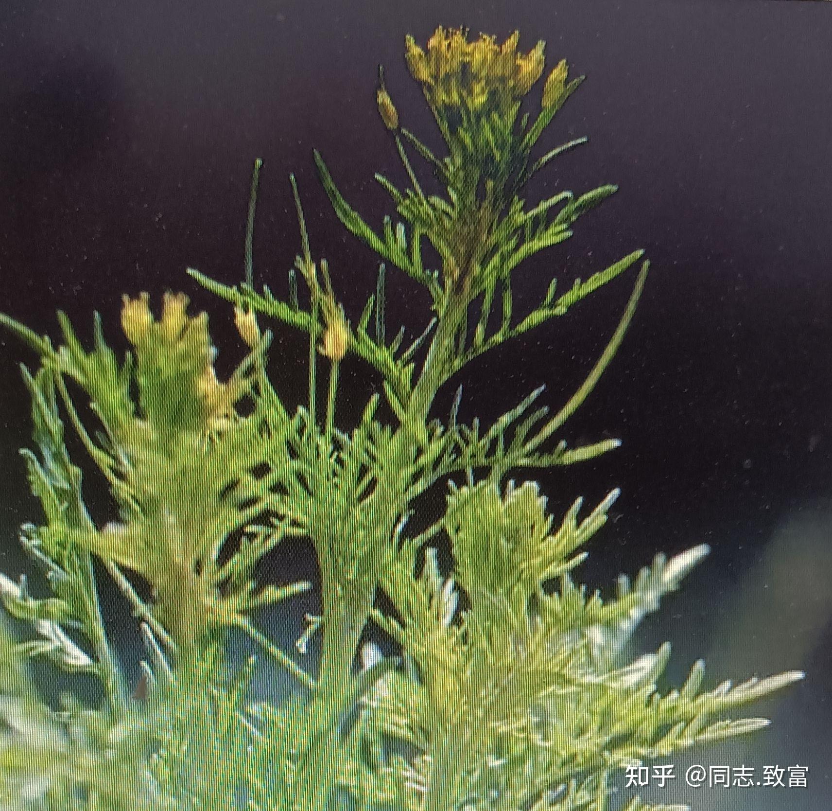 百草图(五)米米蒿 - 知乎