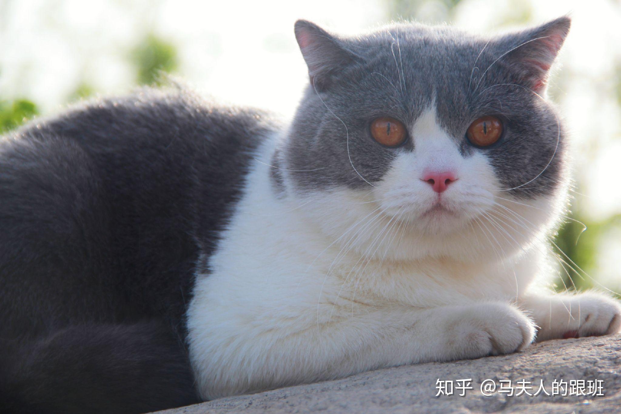 都来露露脸这一窝2只蓝白弟弟,1只蓝猫妹妹和1只三花妹妹.