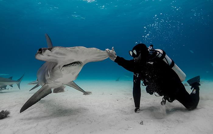 如何唬住一条鲨鱼