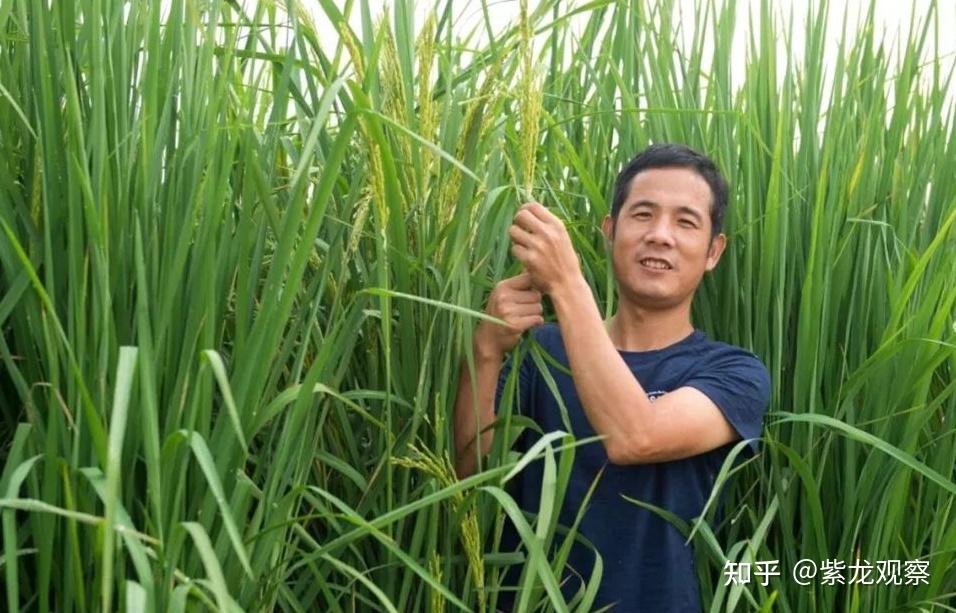 袁老的禾下乘凉梦实现了，中国成功试种巨型水稻，高度足足有2米 - 知乎