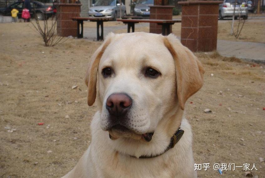 这时宠主最好多带它出门晒晒太阳,能帮助拉布拉多恢复鼻子