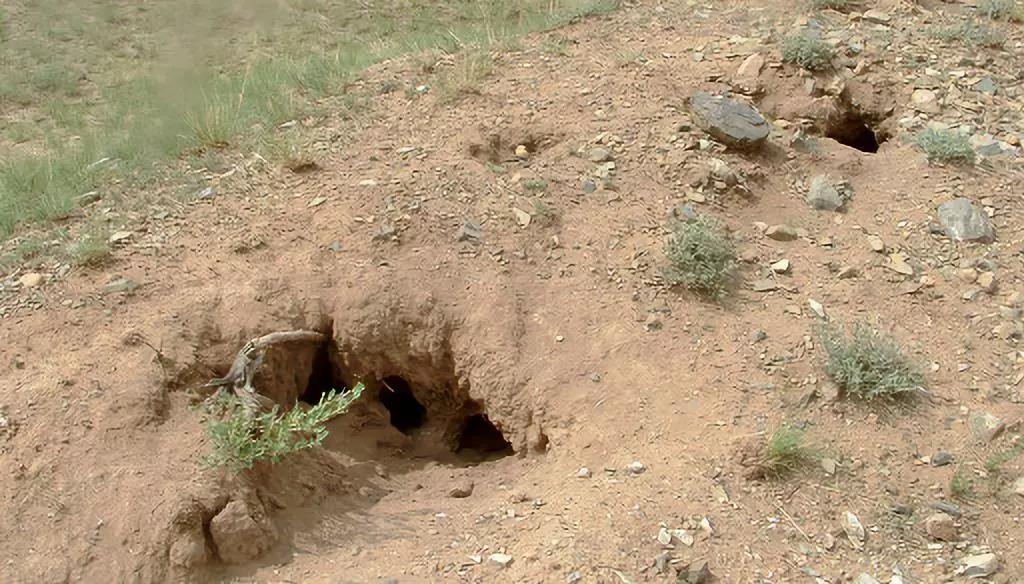 栖息地破碎化和退化