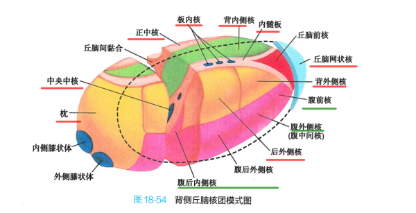 丘脑与丘脑核团