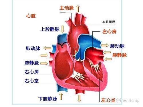 心脏上方的静脉有瓣膜吗 会被重力拉下来吗 上腔静脉有瓣膜吗 爱在网