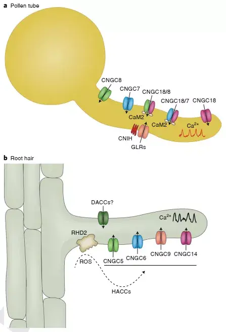 Nature Plants│栾升研究组发表植物发育与生物互作钙信号编码机理综述文章 - 知乎
