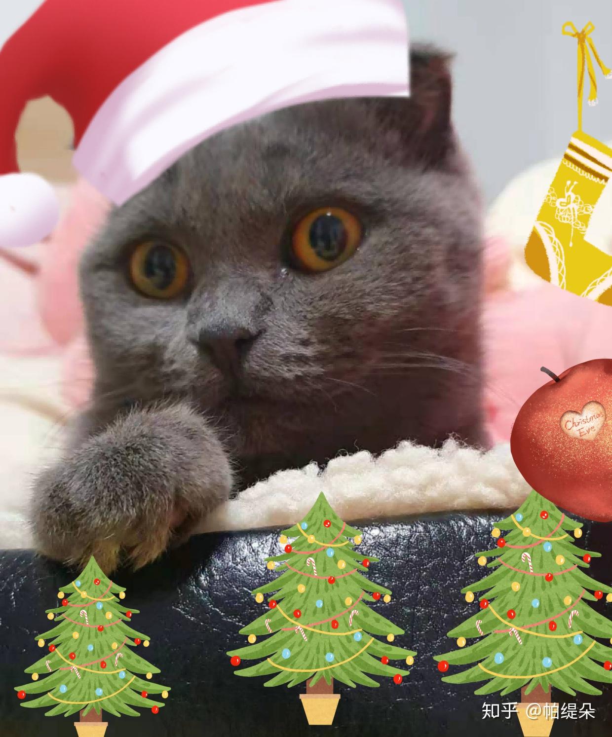 那些惊艳圣诞节的猫咪美照 - 知乎