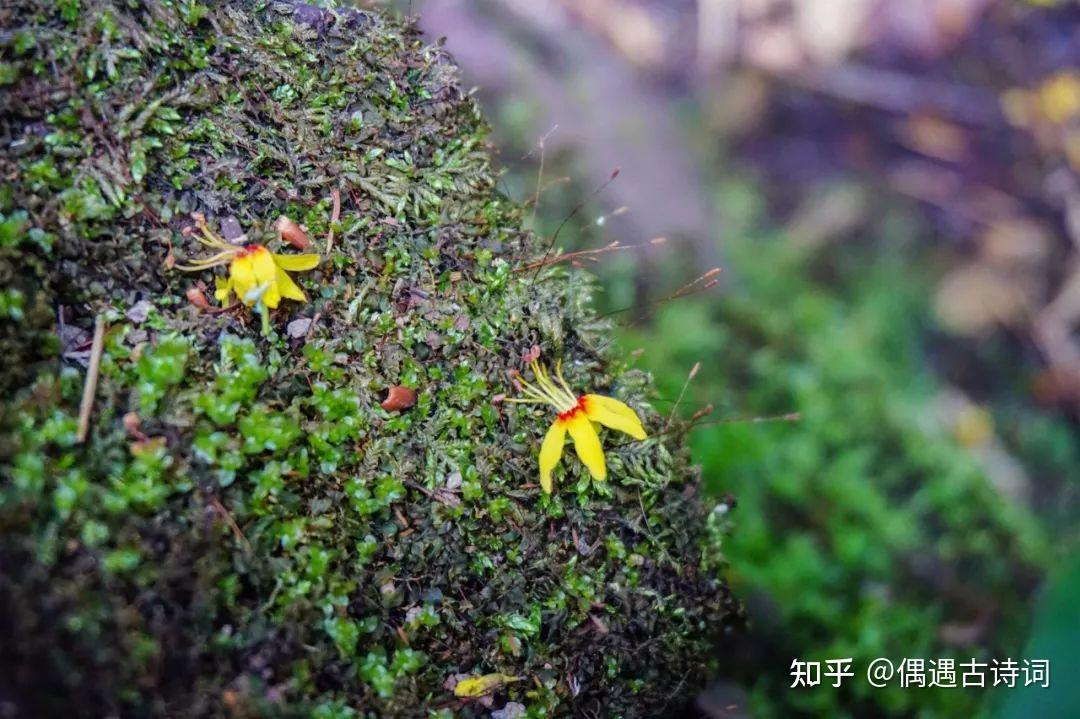 白居易《微雨夜行》雨色秋來寒,風嚴清江爽.