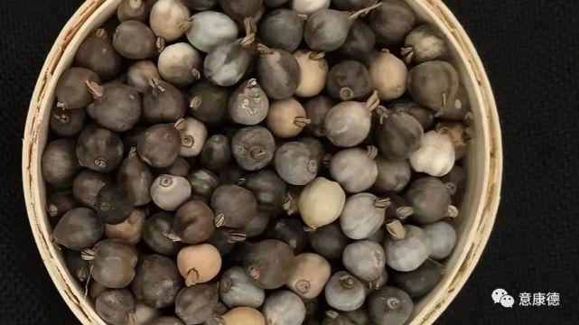 草珠子:一般指薏苡野生品种,别名:菩提子,五谷子,念珠薏苡,为念佛