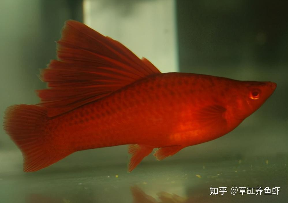 红剑鱼该怎么养？从这10个方面入手，哪怕你是新手也能养好 - 知乎