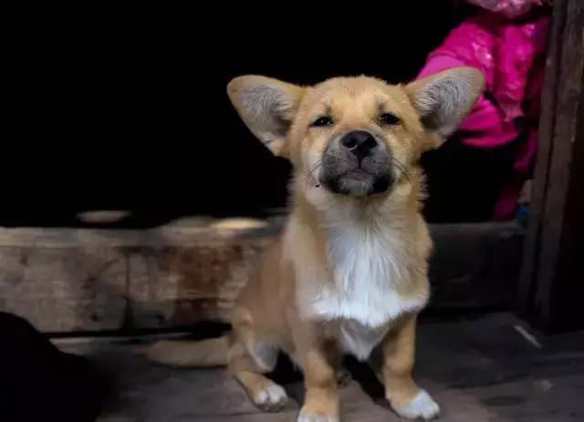 右边是万丈深渊,左边是高山,温顺可爱的狗狗跟着我们志愿者走了一路