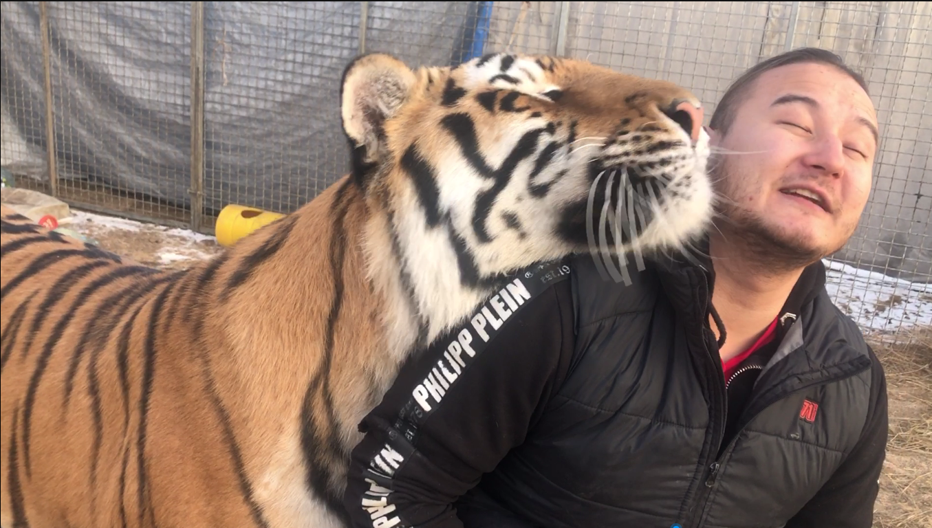 东北的山狸子越来越胆大了,晚上鸡架都被它端了,太猖狂了