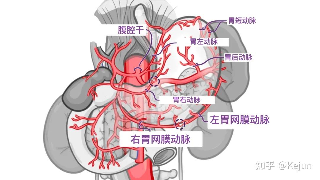 人体解剖学基础——腹部内脏篇(食道和胃) - 知乎