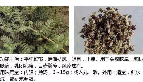 500余种中草药图  第368张