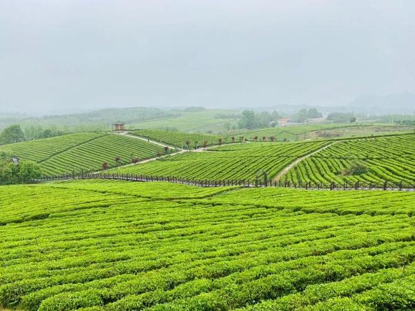 茶的种植与加工 - 知乎