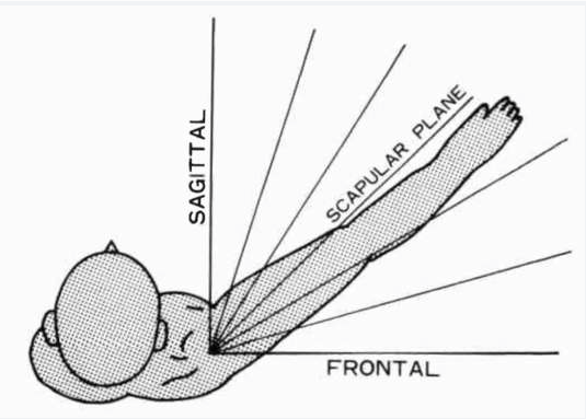 scapular spine图片