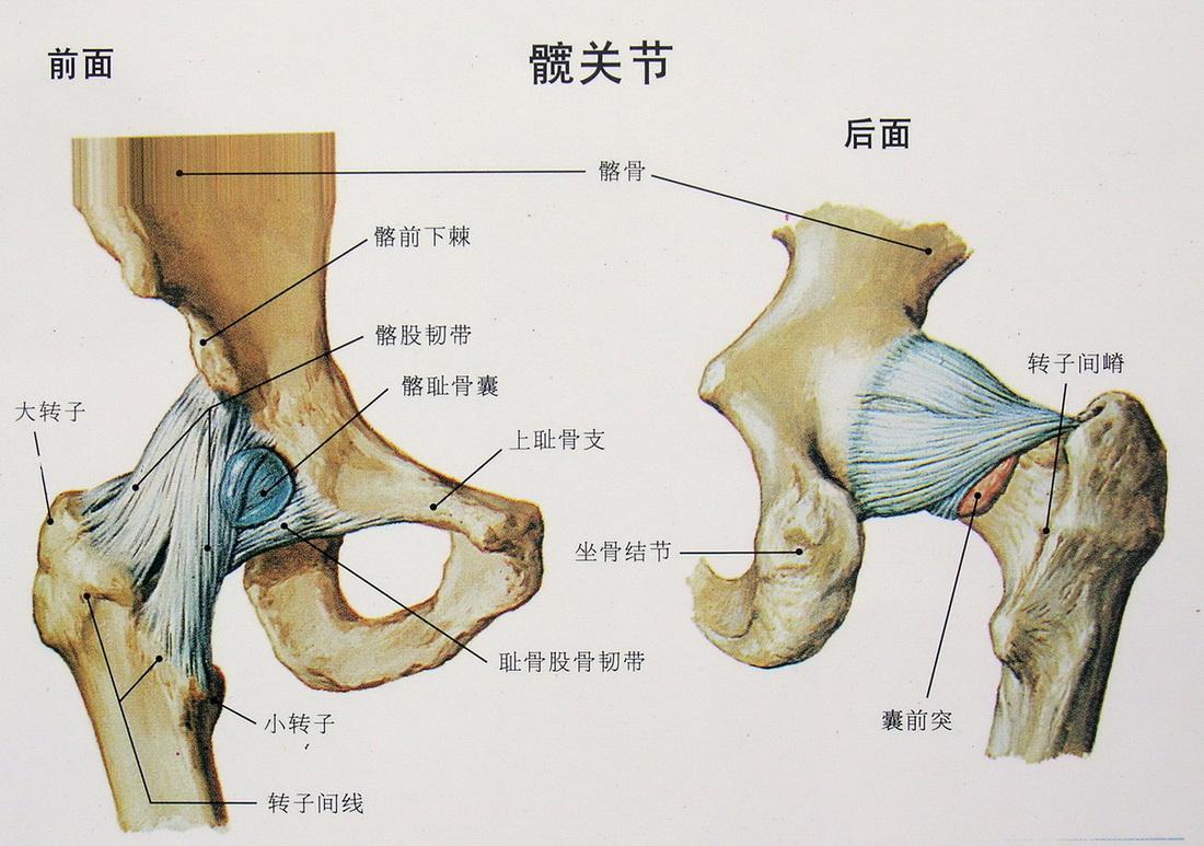 女性髋骨位置示意图图片