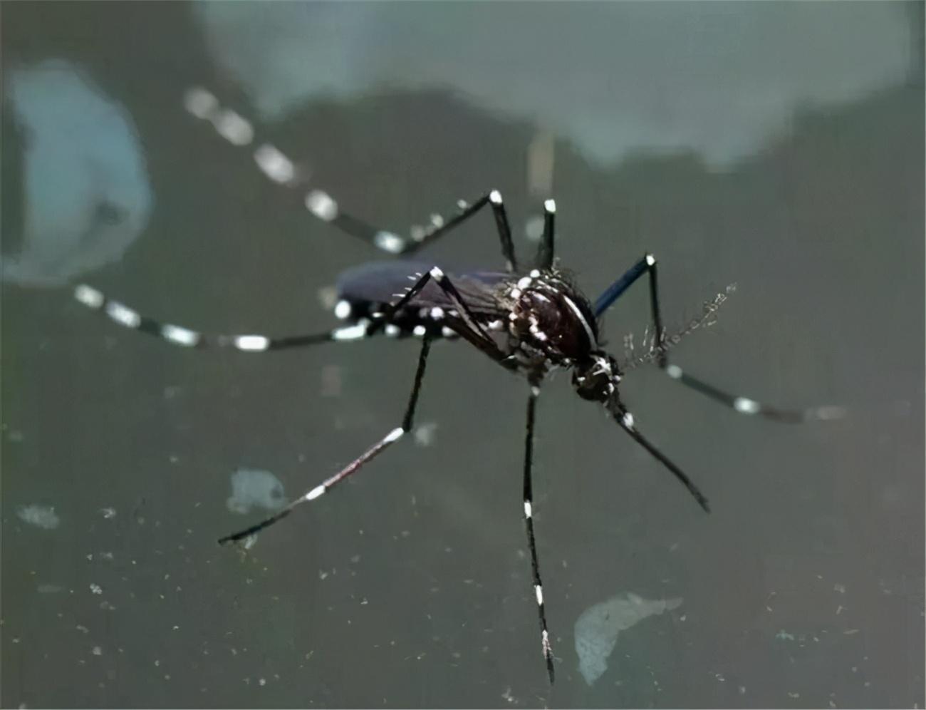 蚊子及其种类识别 - 知乎