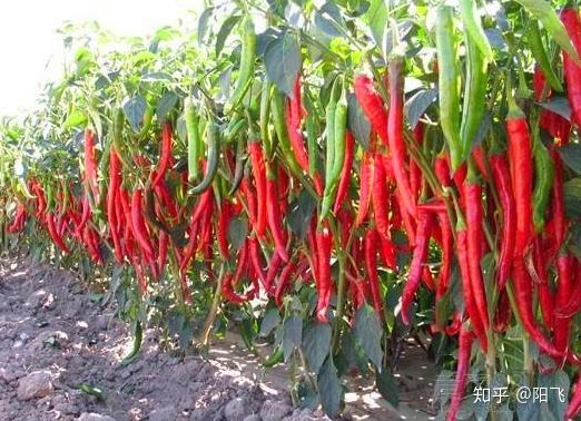怎样晒干辣椒不容易发霉 v2-9a81950f07bcad8de23f9fe041e710d1_r.jpg