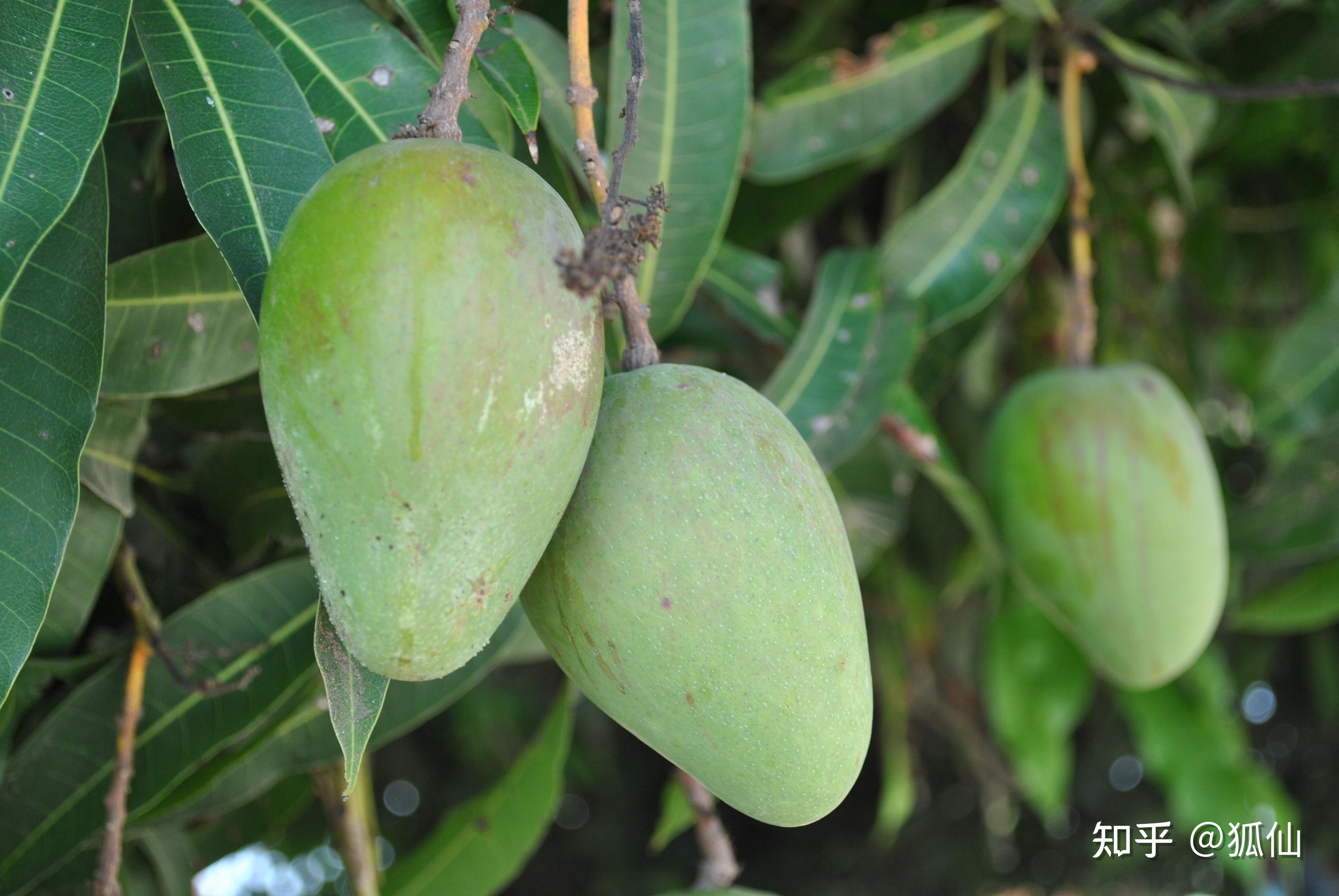 捡芒果,那个安哥拉芒果成熟的季节(我在安哥拉的日子319) - 知乎